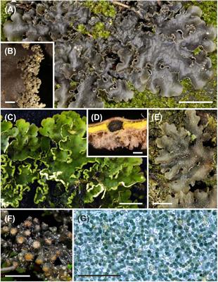 Complex Interaction Networks Among Cyanolichens of a Tropical Biodiversity Hotspot